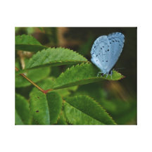 Mariposa del azul de la primavera impresión en lienzo estirada