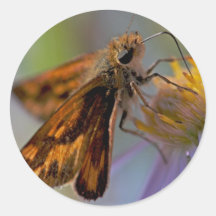 Mariposa del capitán en la foto del aster pegatinas  