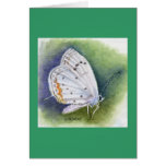 Mariposa del capitán tarjeton