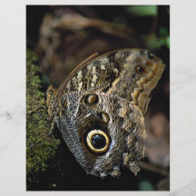 Mariposa del cobre americano tarjetas informativas