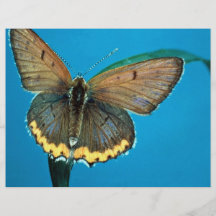 Mariposa del cobre americano tarjeton