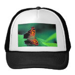 Mariposa del signo de interrogación gorros  
