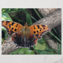 Mariposa del signo de interrogación, Ontario, Cana Tarjetón
