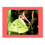 Mariposa del verano postales