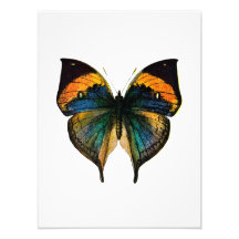 Mariposa del vintage - 1800's mariposa antigua Lit Impresion Fotografica