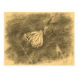 Mariposa del vintage en las postales de la flor #2