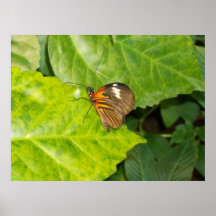 mariposa dos posters