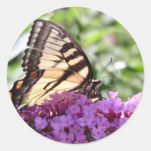 Mariposa en arbusto de mariposa rosado etiquetas  