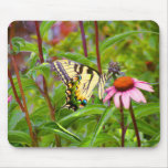 Mariposa en Coneflower púrpura Alfombrillas De Raton