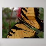 Mariposa en el cepillo, byA de la imagen. Agnelli Posters