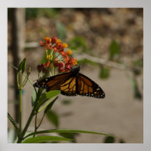 Mariposa en el jardín botánico posters