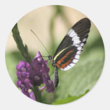 Mariposa en el pegatina púrpura de la flor
