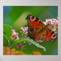 Mariposa en la cabeza de flor en verano poster