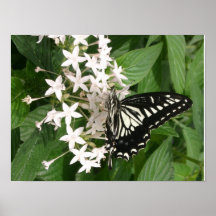Mariposa en la flor 2 posters