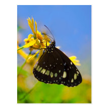 Mariposa en la flor amarilla tarjetas postales