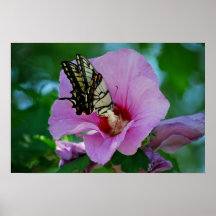 Mariposa en la flor impresiones