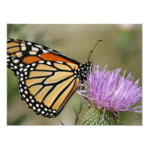 Mariposa en la flor impresiones fotograficas