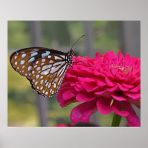Mariposa en la flor poster