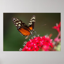 Mariposa en la flor impresiones