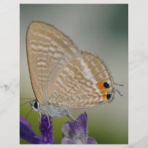 Mariposa en la flor púrpura tarjetones