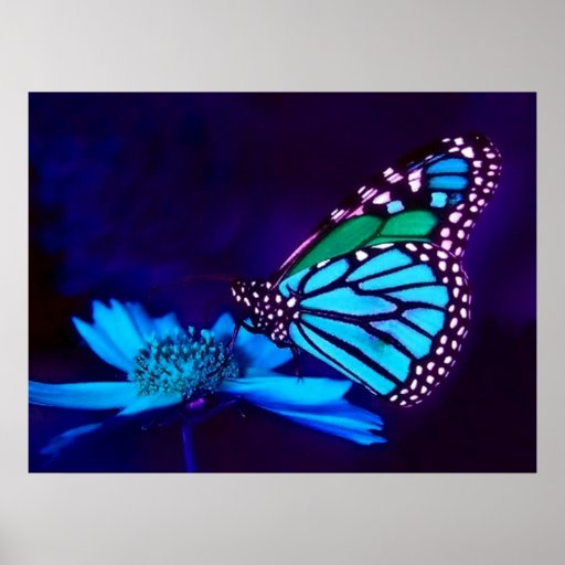 Mariposa en poster azul