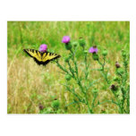 Mariposa en una flor púrpura tarjetas postales