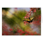 Mariposa en yuca roja tarjeton
