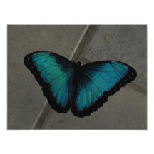 Mariposa exótica arte con fotos