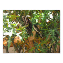 Mariposa exótica arte fotografico
