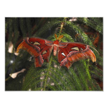 Mariposa exótica fotografía  
