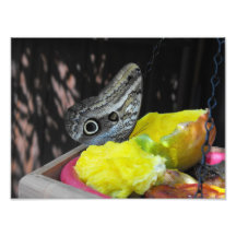 Mariposa exótica fotografia