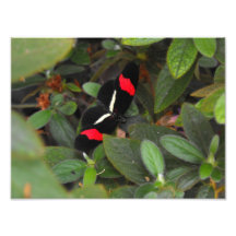 Mariposa exótica impresiones fotográficas