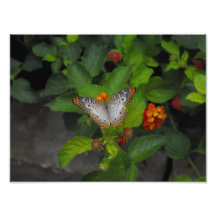 Mariposa exótica impresiones fotográficas