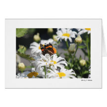 Mariposa Felicitación