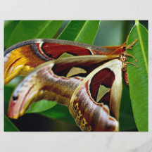 Mariposa Flyer Personalizado
