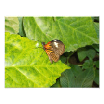 Mariposa Foto