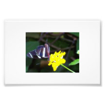 Mariposa Fotografía