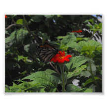 Mariposa Fotografias