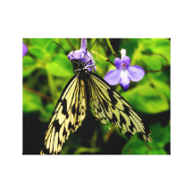 Mariposa hermosa impresiones en lona