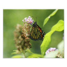Mariposa impresión fotográfica 10 x 8