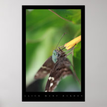 MARIPOSA IMPRESIONES
