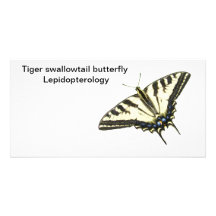 Mariposa Lepidopterology del swallowtail del tigre Tarjeta Fotografica Personalizada