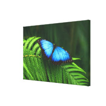 mariposa lona envuelta para galerias