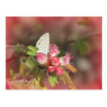 Mariposa minúscula en la postal rosada de la flor