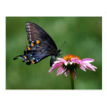 Mariposa negra de Swallowtail en la postal de Cone