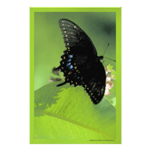 Mariposa negra de Swallowtail Fotografia