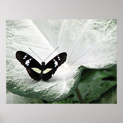 Mariposa negra en la hoja del Caladium Impresiones
