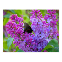 Mariposa negra en la postal de la lila