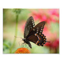 Mariposa orgullosa impresión fotográfica 10 x 8