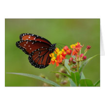 Mariposa Polca-Punteada Felicitacion